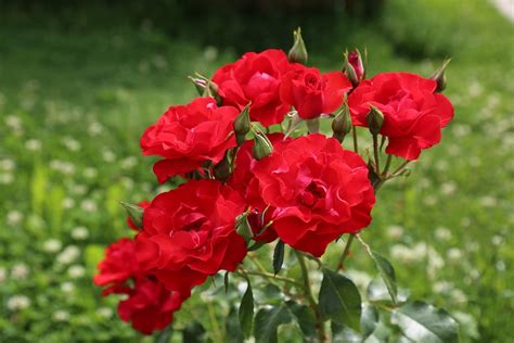 Rose Rosen Natur Kostenloses Foto Auf Pixabay