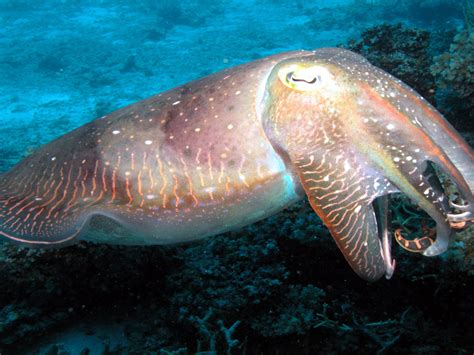 Cuttlefish Great Barrier Reef Hd Desktop Backgrounds