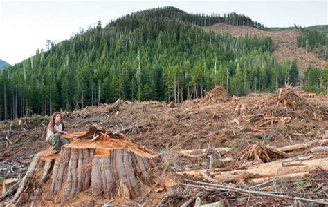Bc Liberal Govt Mulls Logging Old Growth Forests The