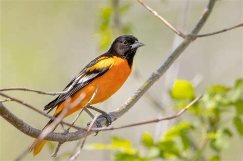 Birds In Indiana 27 Most Impressive And Colorful Species In This State