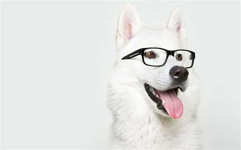 Собака в очках обои для рабочего стола картинки фото