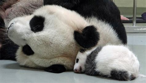 Video Adorable Baby Panda Reunited With Her Mom Dawn