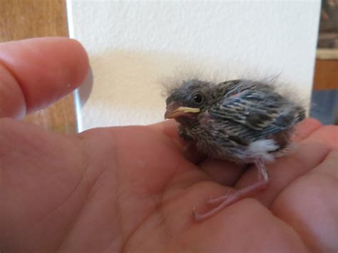 Hand Raising A Baby Bird To Release Baby Animals Cute Animals Animal