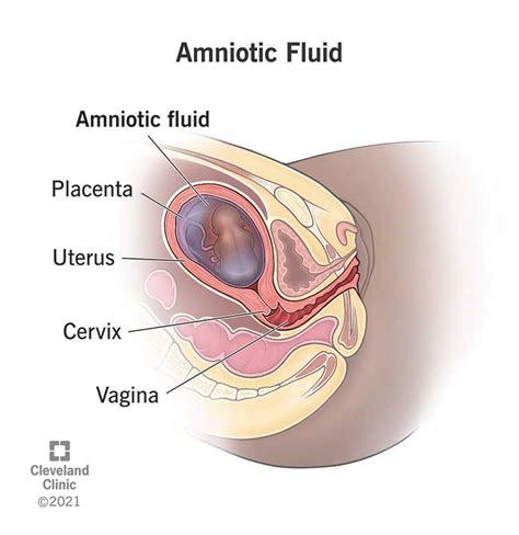 Amniotic Fluid Biology Simple