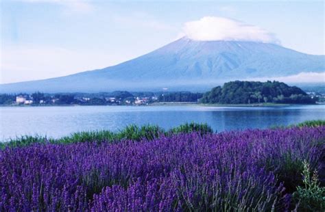 Tempat Wisata di Fuji-Kawaguchiko - Info Wisata di Jepang