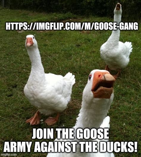 Join Da Goose Gang Imgflip