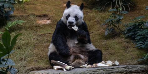 An An The Worlds Oldest Captive Giant Panda Dies At 35 Daily