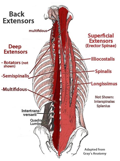 Many conditions and injuries can affect the back. Paraspinal Muscles Anatomy Tag Thoracic Paraspinal Muscles Anatomy | Muscle anatomy, Lower back ...