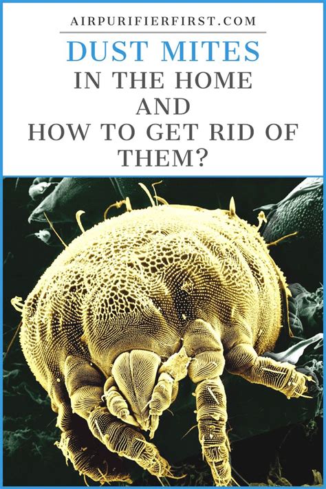 Dust Mites In The Home And How To Get Rid Of Them Dust Mite Allergy