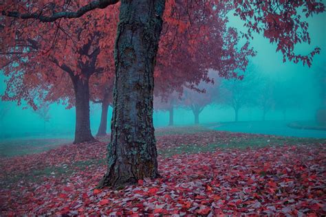 One Foggy Autumn Morning Smithsonian Photo Contest Smithsonian