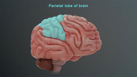 Parietal Lobe Of Human Brain Stock Illustration Illustration Of