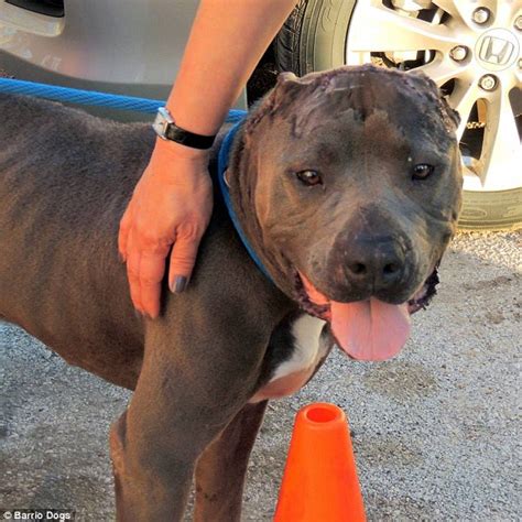 Mutilated Pit Bull Found Abandoned With Both Ears Sliced Off In East
