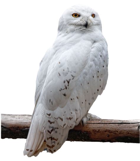 Png images, pictures, icons and clip arts for design and web design purposes. Owl PNG Image - PurePNG | Free transparent CC0 PNG Image ...