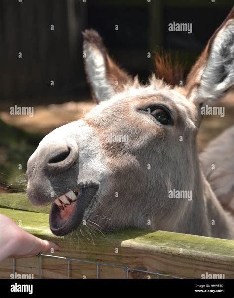 Funny Donkey Stock Photo Alamy