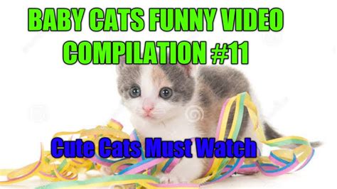 Baby Cats Funny Video Compilation 11 Funny Comedy Cats Video