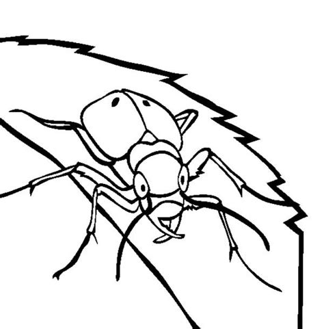 Pin On Beetle Coloring Pages