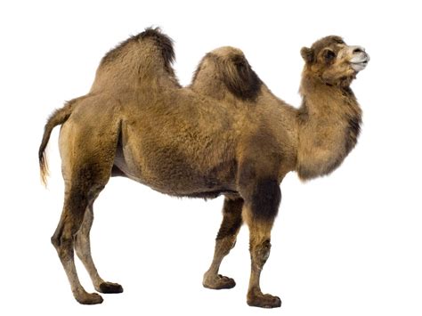¿qué Tienen Realmente Los Camellos Dentro De Las Jorobas Esto Es Lo