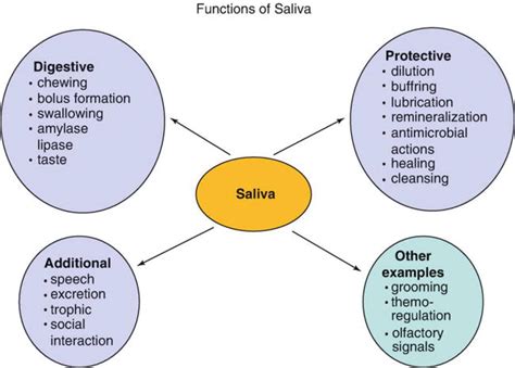 What Is The Role Of Saliva In The Digestion Of Food Cbse Class Notes