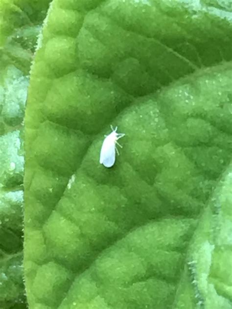 Tiny White Flying Bugs On Plants Herb Garden
