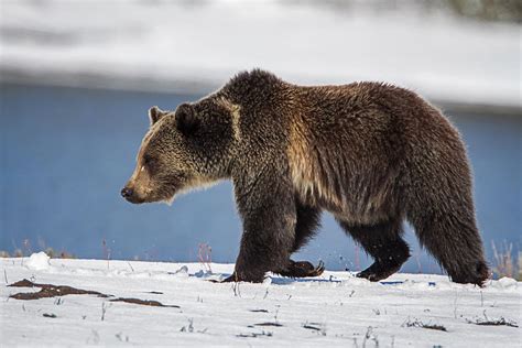 Grizzly In Spring Snow Photograph By Jack Bell