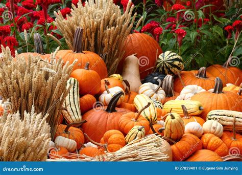 Harvest Time At Farm Stock Image Image 27829401