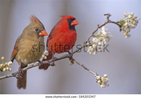 Northern Cardinal Pair On Flowering Pear Stock Photo Edit Now 184203347