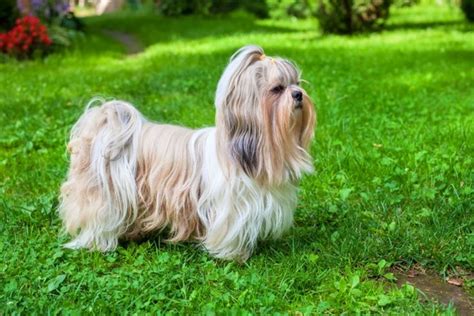 Shih Tzu Dogs Breed Facts Information And Advice Pets4homes