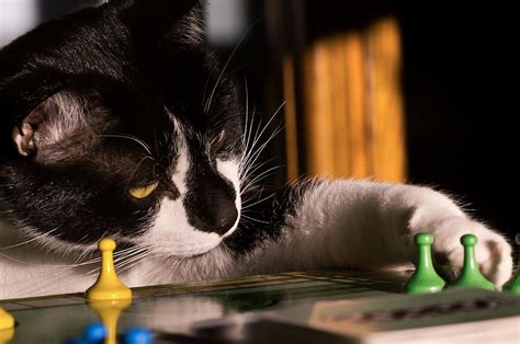 Cat Playing a Game Photograph by Lori Coleman