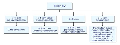 Nephrolithiasis An Updated Review In Relation To Diagnosis