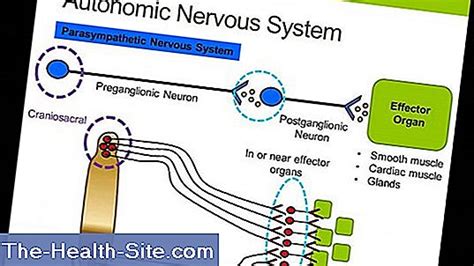 Autonomic Nervous System 💊 Scientific Practical Medical Journal 2024
