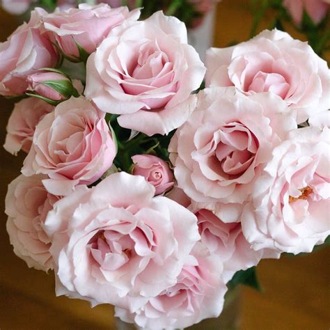 Spray Roses Like These Pink Majolicas Add Beautiful Texture And Size