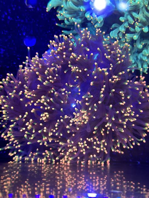 Premier Aquarium Store in Charlotte, North Carolina Grand Entryway