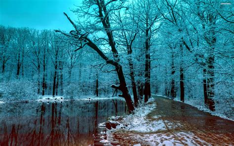 Winter Forest Night Wallpaper Background Outdoors