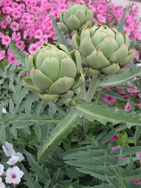 Artichokes Plant Care And Collection Of Varieties
