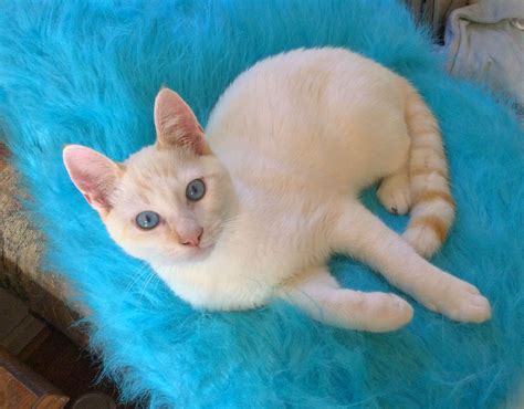 Flame Point Siamese Cross Ragdoll Kitten Siamese Cats Cats And