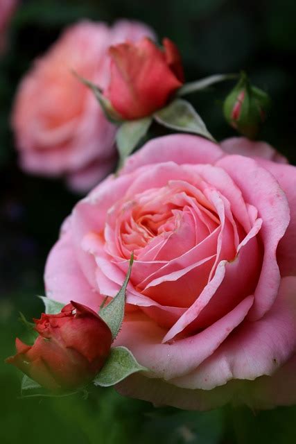 Rose Flower Bud Free Photo On Pixabay Pixabay