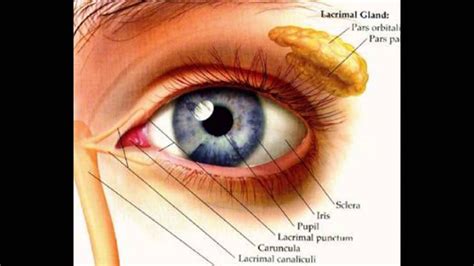 Get Anatomy Of Eye Skin Png Anatomyofscience