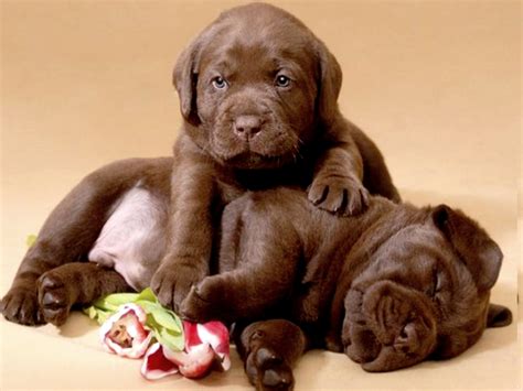 Chocolate Lab Puppies Image Abyss