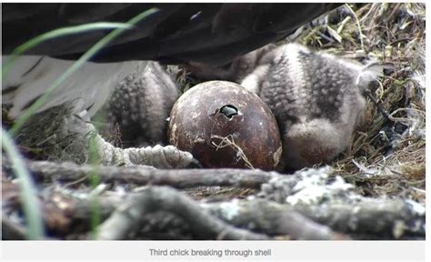 Osprey Hatching May 2015 Food Osprey Eggs