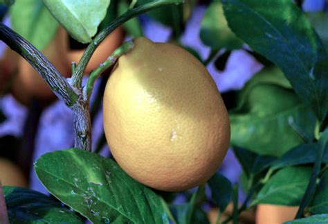 Growing Lemons Citrus Limon