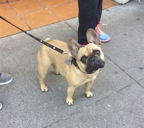 Red fawn black masked blue carrier female french bulldog nadia retired blue brindle female french bulldog cinderella aka pippa retired If you're not too busy, could you pick me up and cuddle me ...