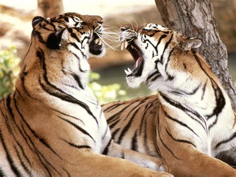 Two Tigers Tiger Animals Big Cats Hd Wallpaper Wallpaper Flare