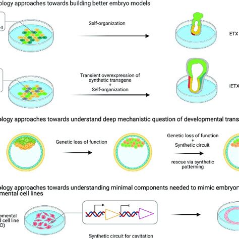 Application Of Synthetic Biology Tools And Approaches To Embryo Models