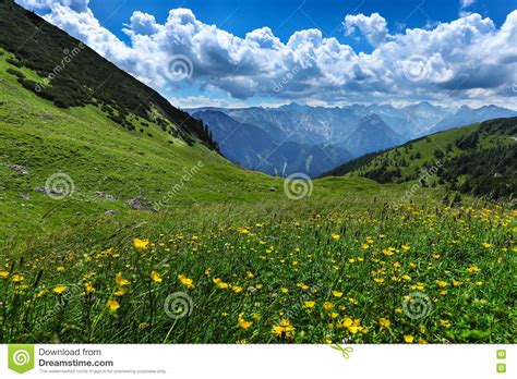 Alpine Meadow Flowers Summer Mountain Landscape Austria Tirol