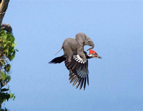 weasil hitching a ride on a woodpecker birding in bc community