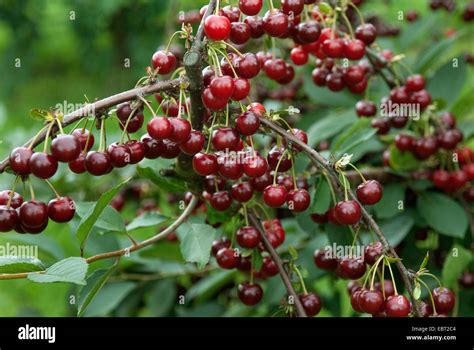 Dwarf Cherry Morello Cherry Sour Cherry Prunus Cerasus Schattenmorelle Boscha Prunus