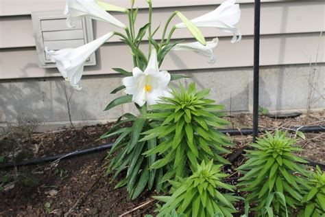 How To Care For An Easter Lily After Easter