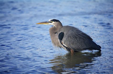 Great Blue Heron Alabama Birding Trails