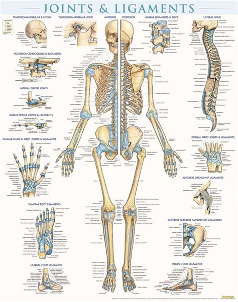 Quickstudy Joints And Ligaments Laminated Poster Anatomy Bones Body