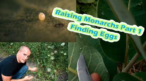 Raising Monarchs Part 1 Finding Eggs How To Find Monarch Butterfly